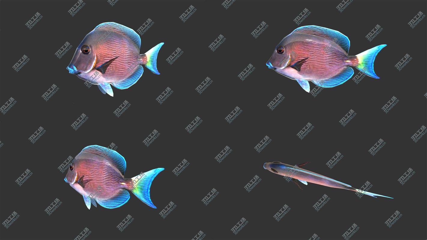 images/goods_img/2021040235/3D Low poly Fish Collection Animated - Game Ready Pack 2/2.jpg